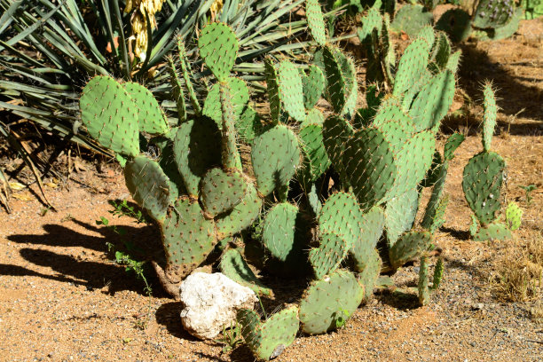 cactus