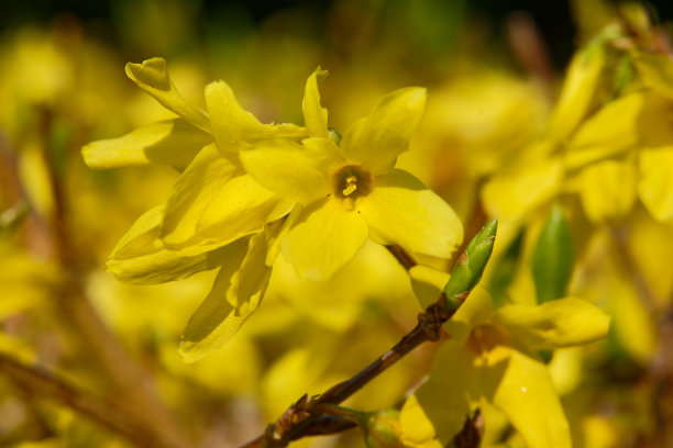 forsythia