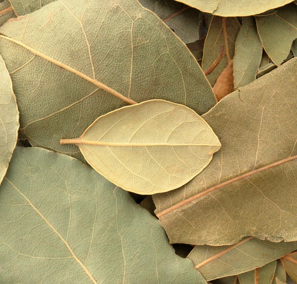 laurel