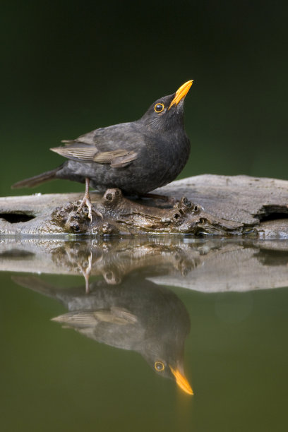 perched