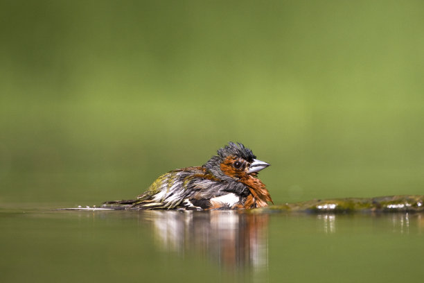 perched