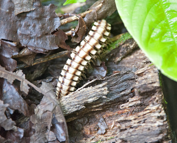 millipede