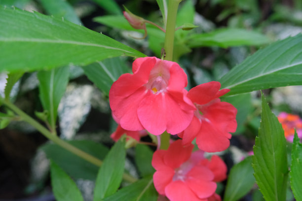 impatiens
