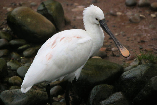 spoonbill