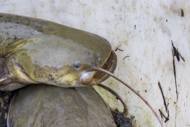 catfish