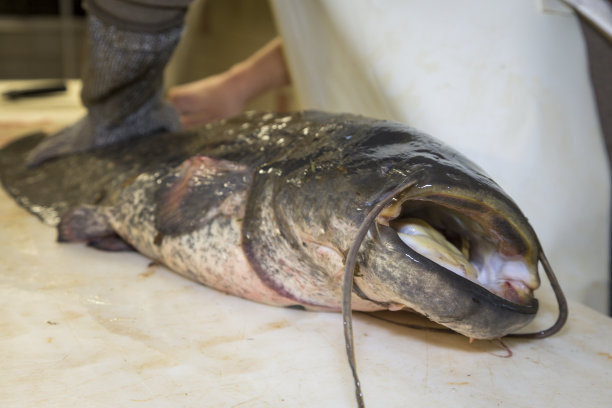 catfish