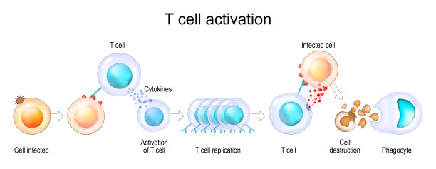 cd4