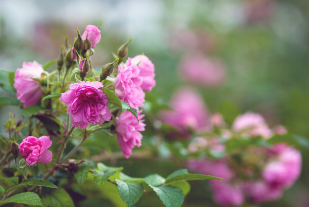 rugosa