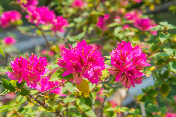 热带森林中的花朵，泰国