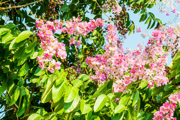 热带森林中的花朵，泰国