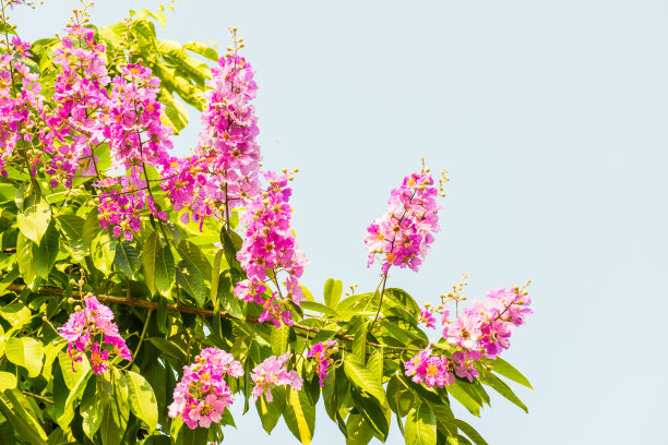 热带森林中的花朵，泰国