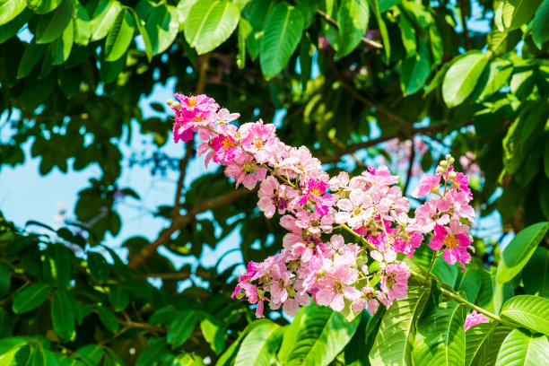 热带森林中的花朵，泰国