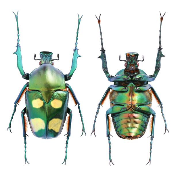 arthropod