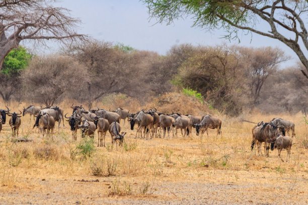 wildebeest