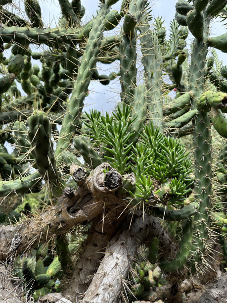 cholla