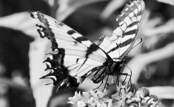 danaus