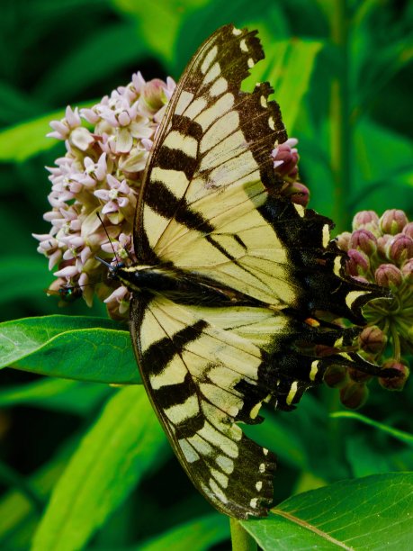 danaus