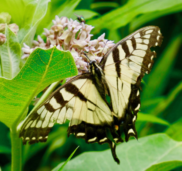danaus