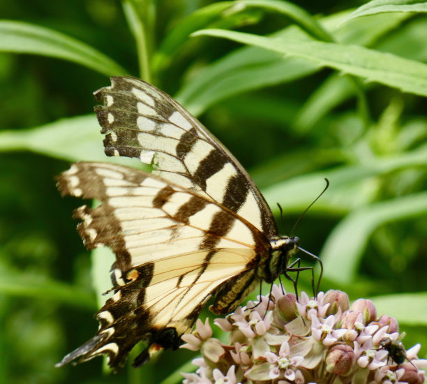 danaus