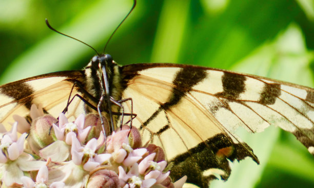 danaus