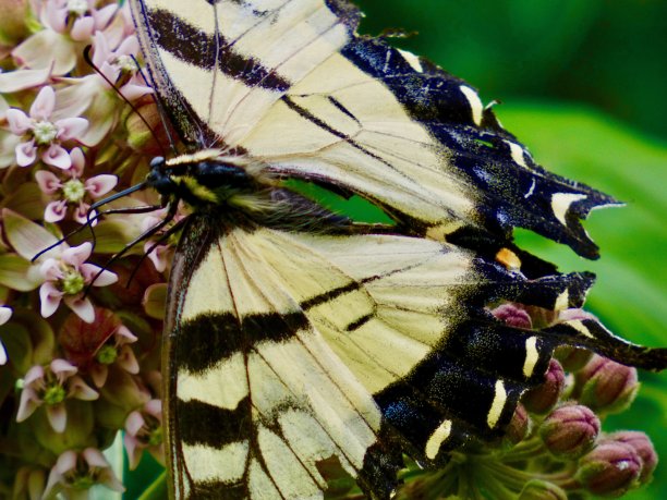 danaus