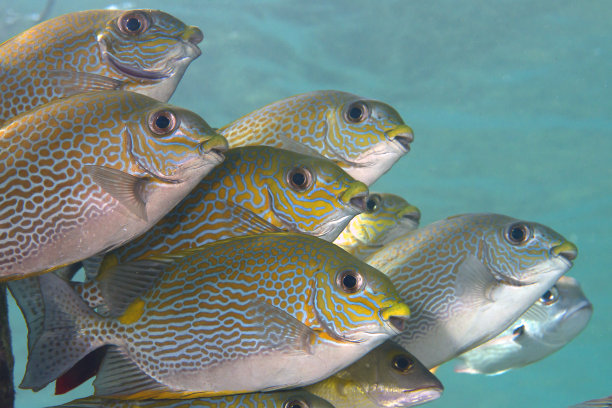 rabbitfish