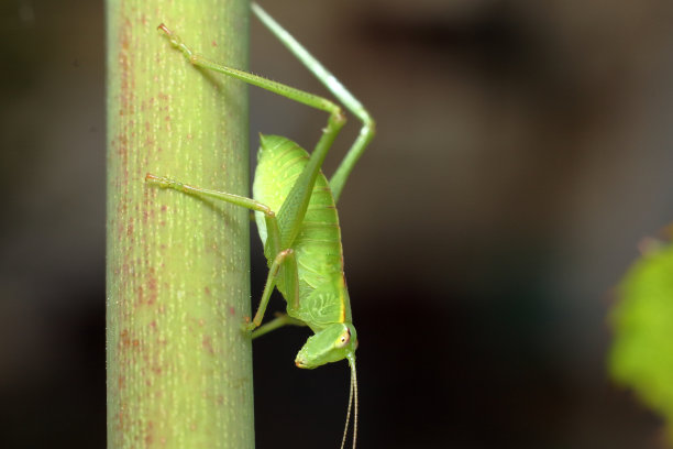 katydid