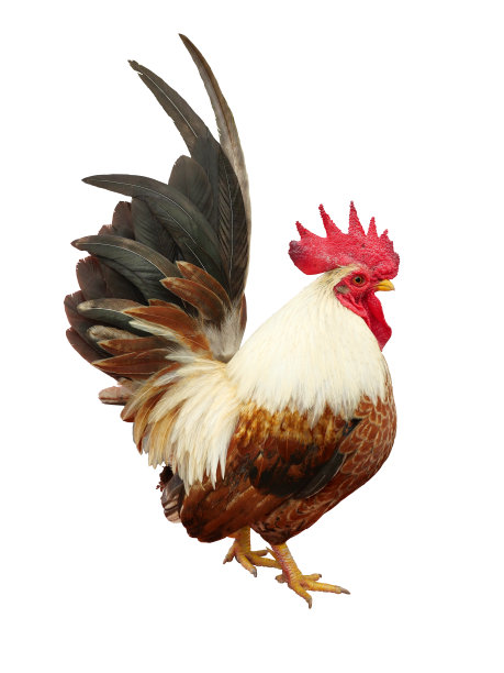 cock
