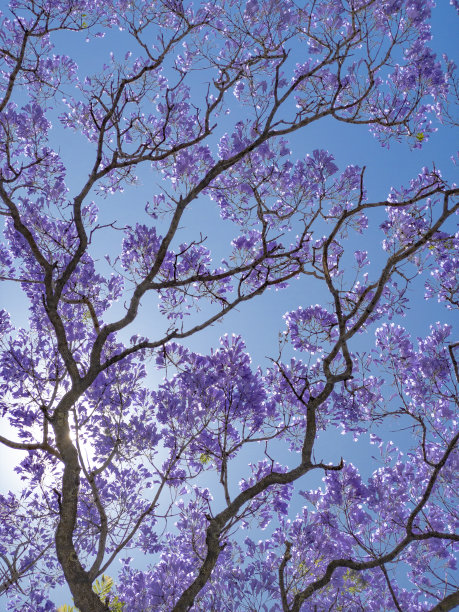 jacaranda