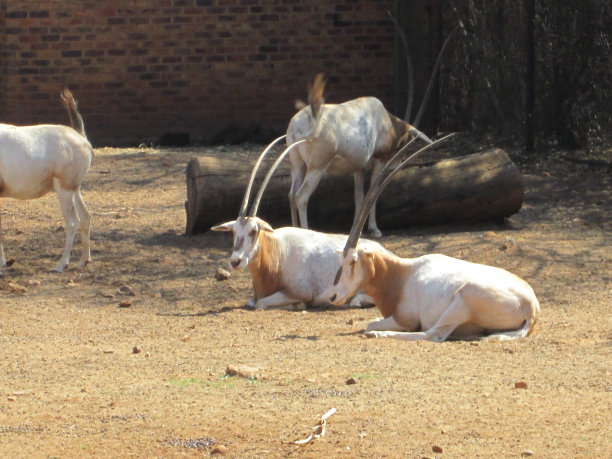 antelope