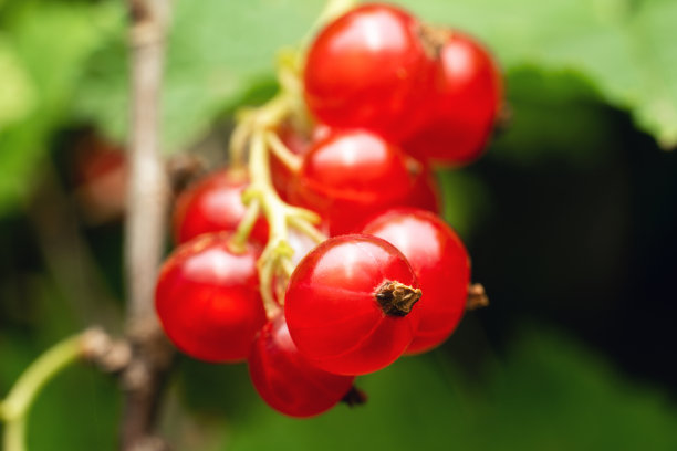 redcurrant