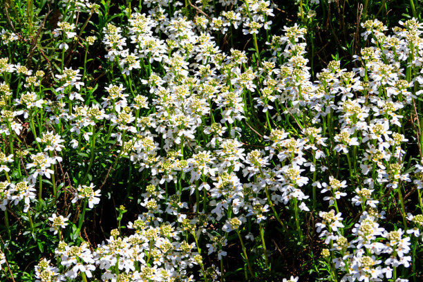 wildflowers