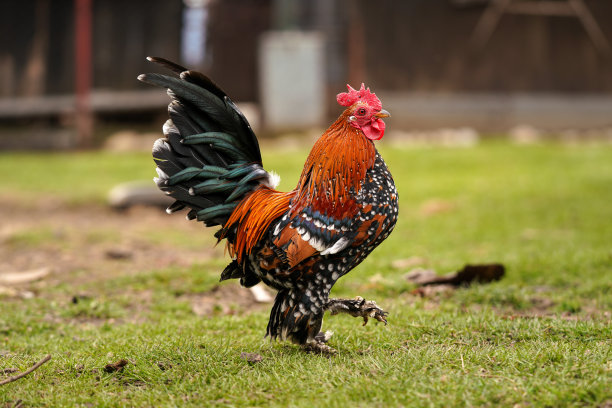 cock