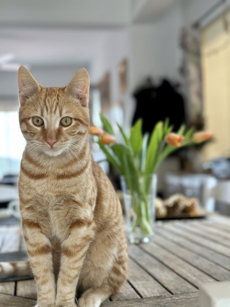 生日小猫派对可爱庆祝蛋糕形象