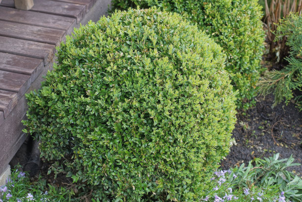 shrub