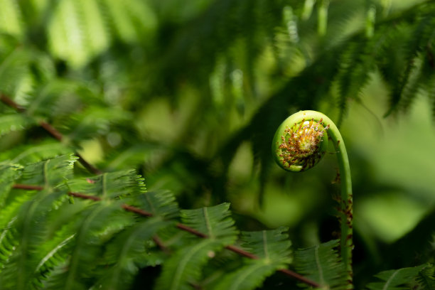fiddlehead