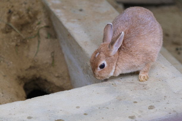 兔类动物