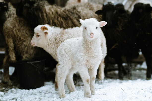 lamb