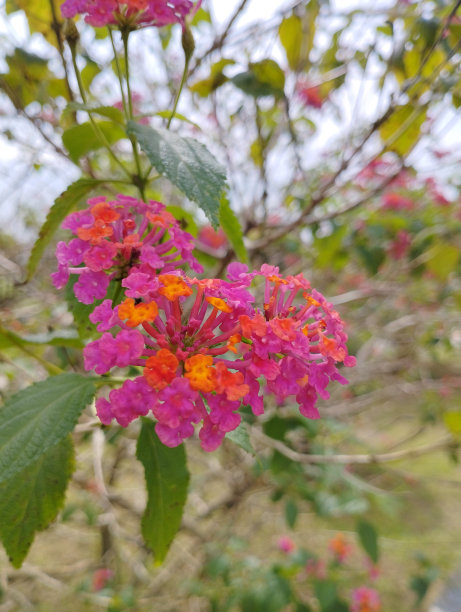 lantana