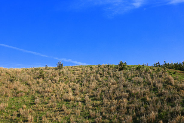 蓝天白云油菜花油画