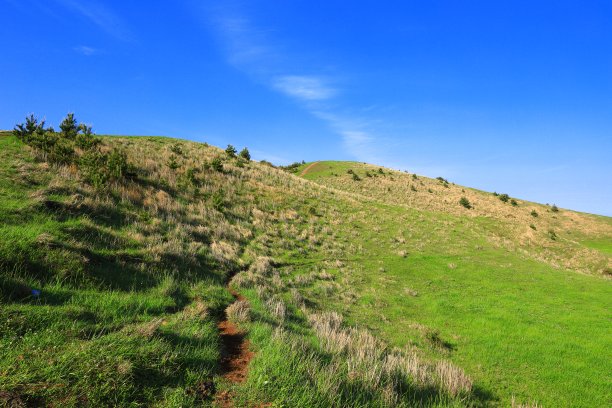 蓝天白云油菜花油画