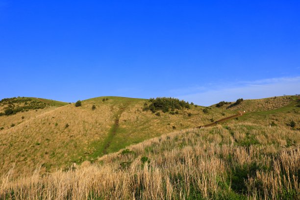 蓝天白云油菜花油画