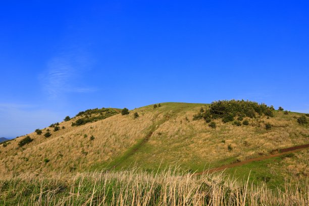 蓝天白云油菜花油画