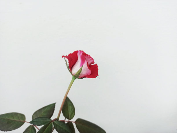 红色婚礼花艺素材