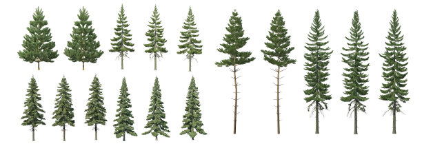 spruce
