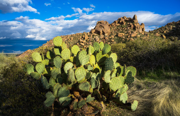 saguaro