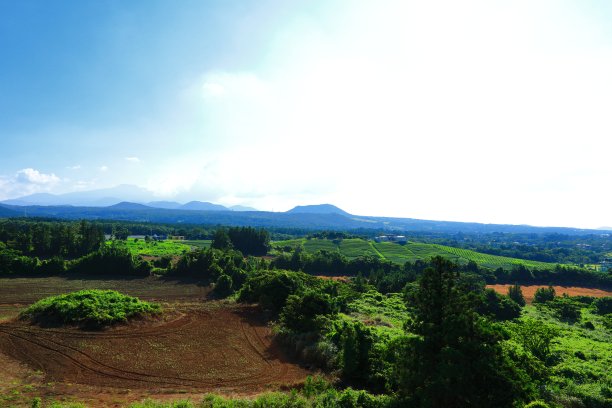 蓝天白云油菜花油画