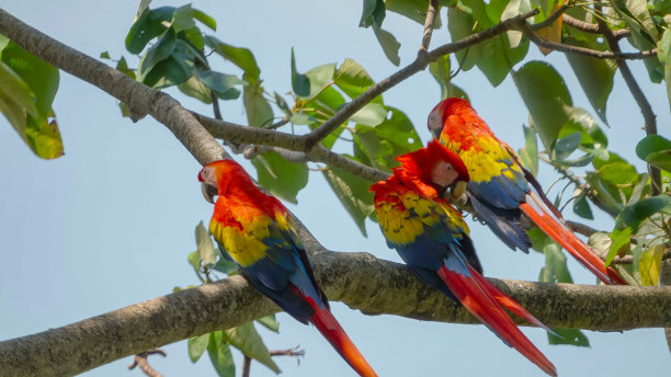 macaw