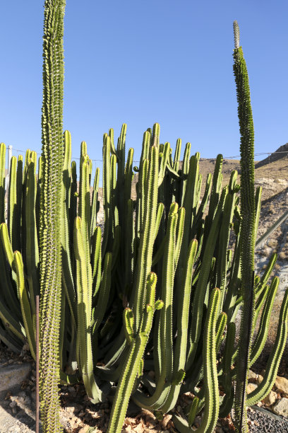 ocotillo