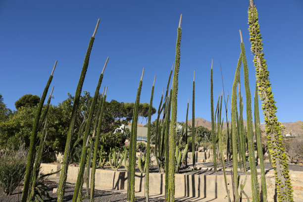 ocotillo